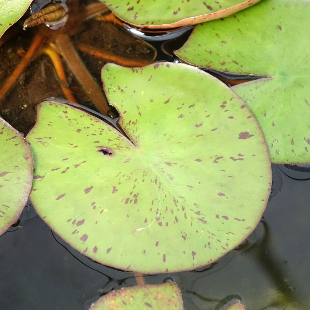 Nymphaea Sioux - Nénuphar rustique