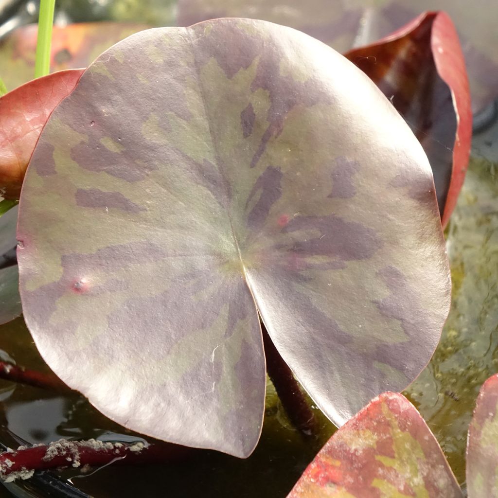 Nymphaea Starbright - Nénuphar rustique