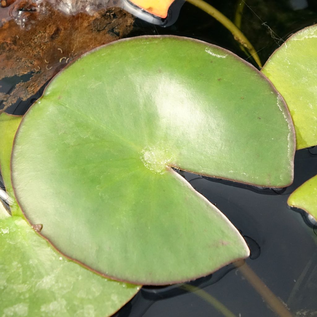 Nymphaea Venusta - Nénuphar rustique
