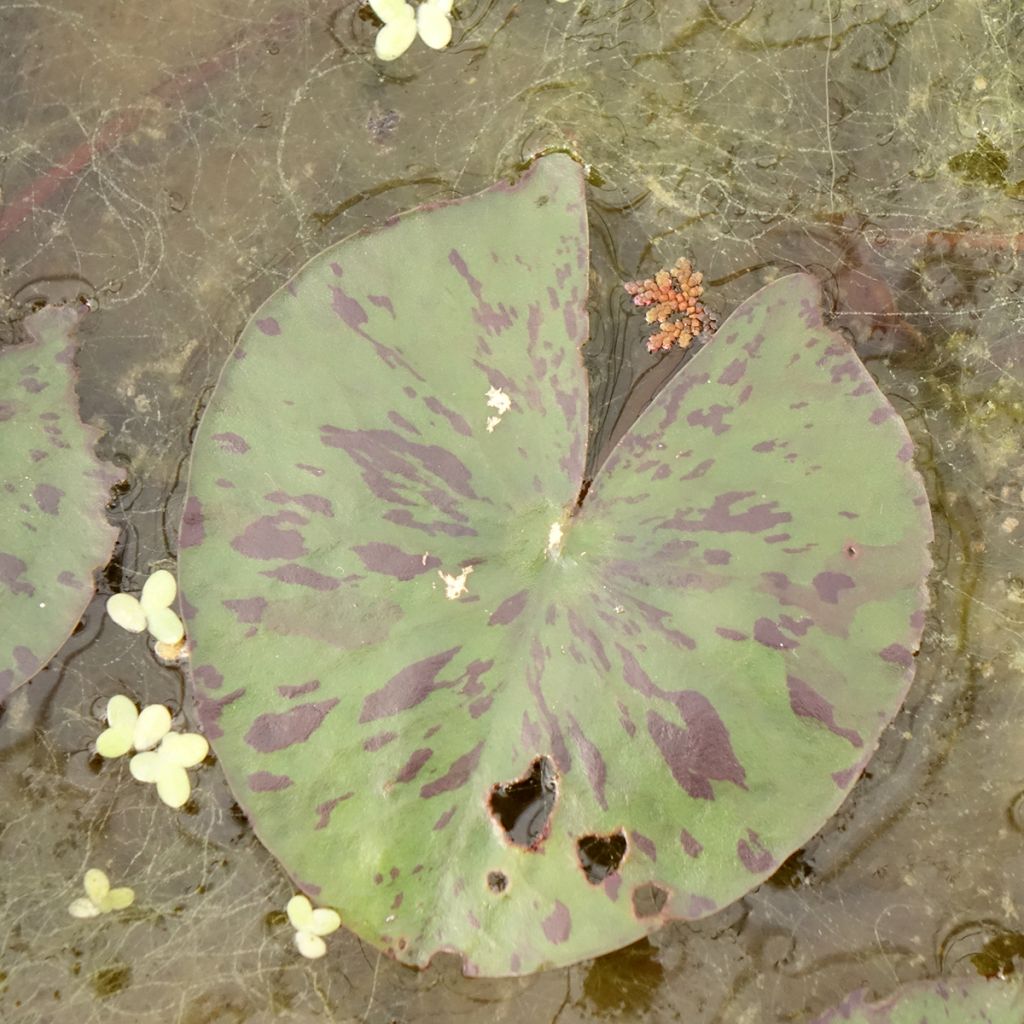 Nymphaea Yellow Enigma - Nénuphar rustique jaune