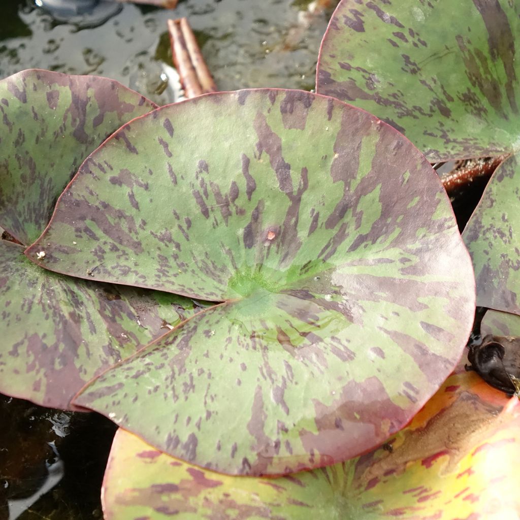 Nymphaea Yellow Queen - Nénuphar rustique jaune