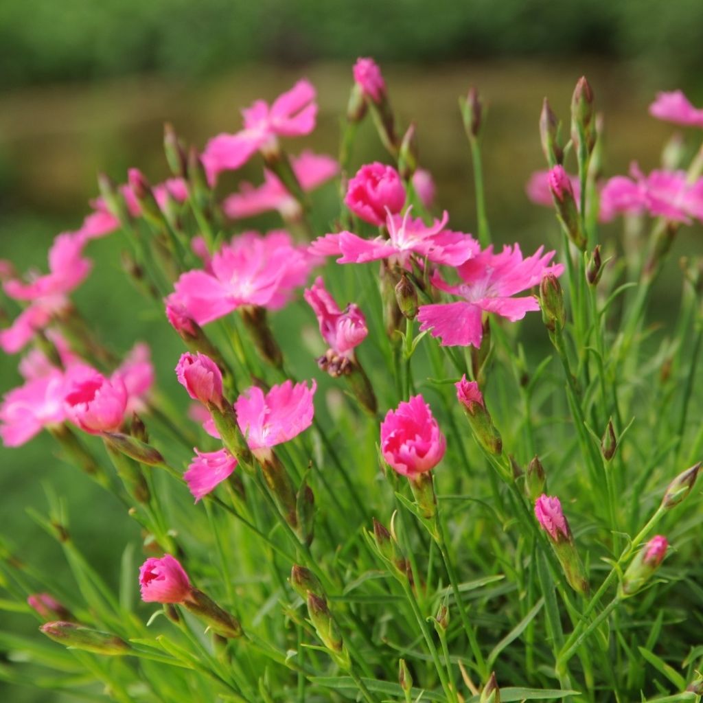 Dianthus gratianopolitanus Kahori - Œillet de pentecôte
