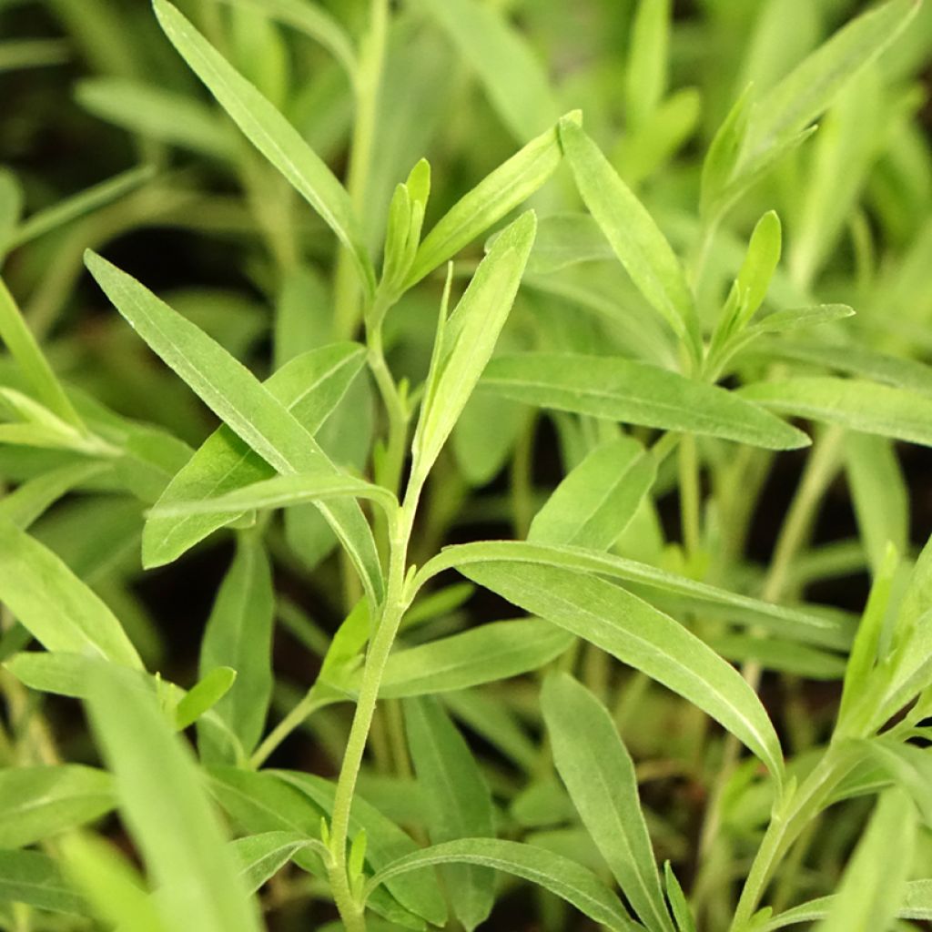 Oenothera African Sun - Onagre hybride 