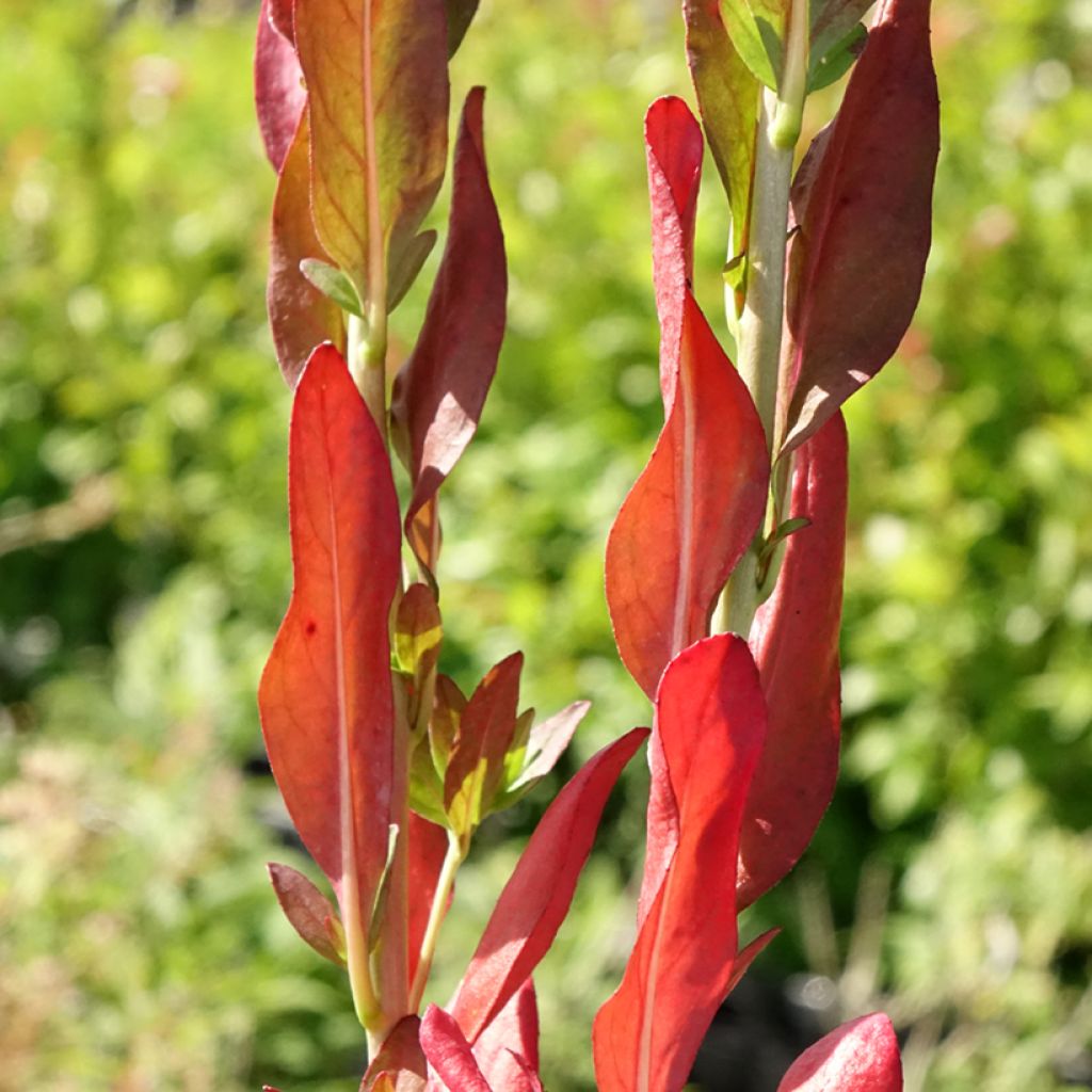 Oenothera fruticosa Hohes Licht - Onagre 