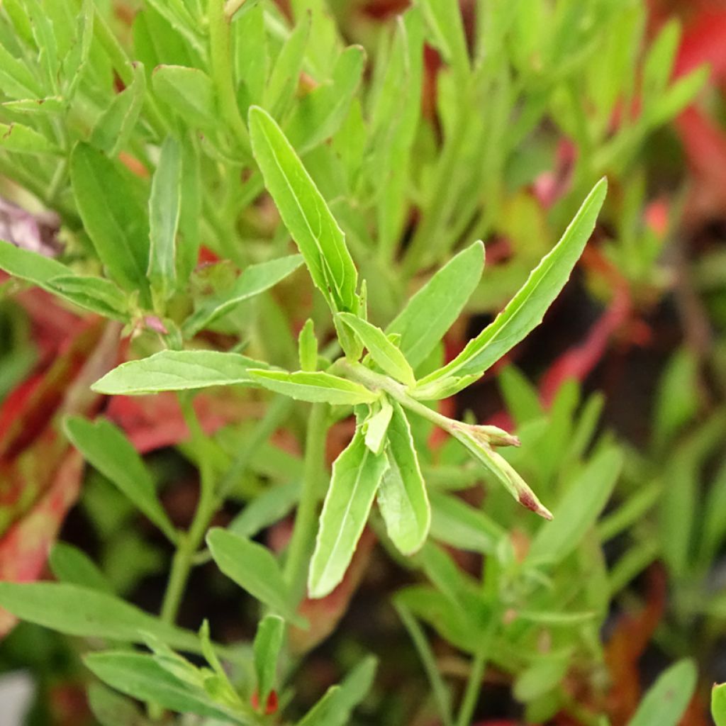Oenothera speciosa Siskiyou - Onagre rose 