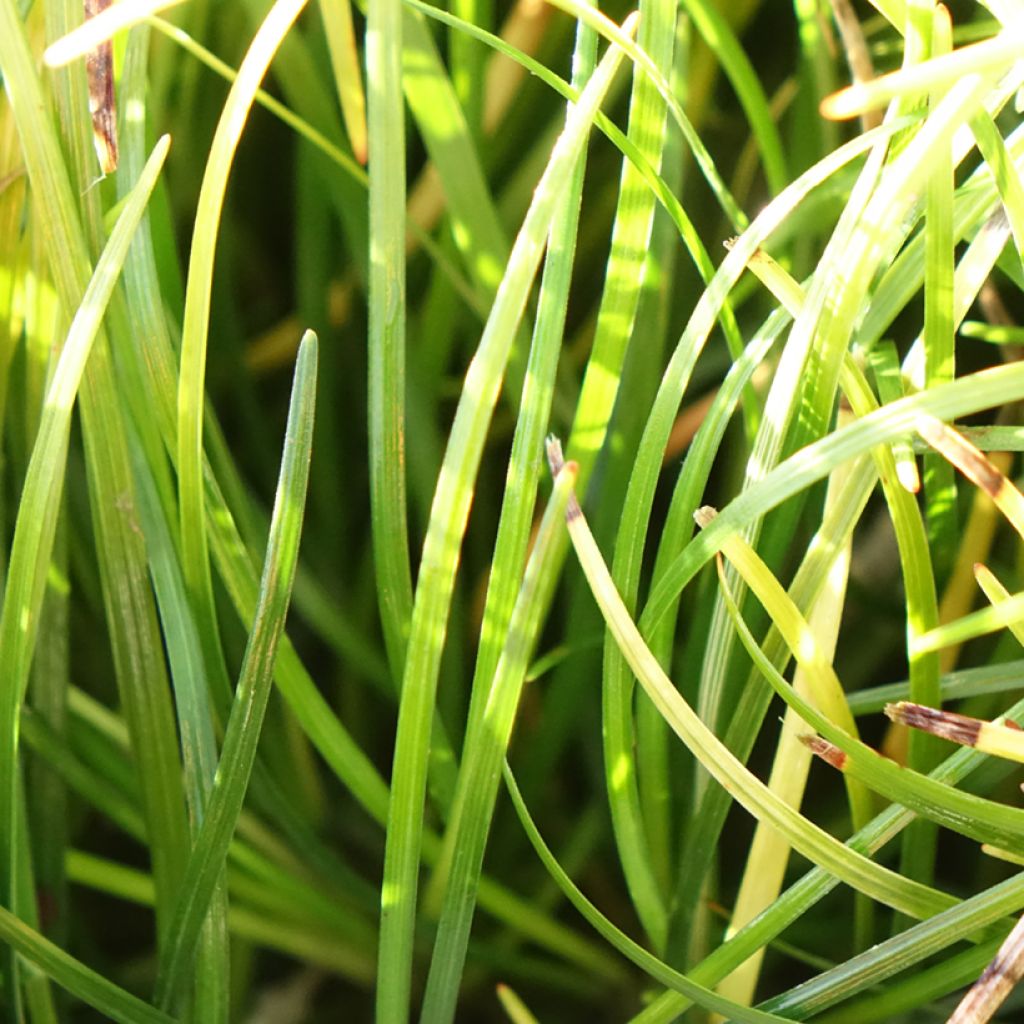 Ophiopogon chingii - Herbe aux turquoises