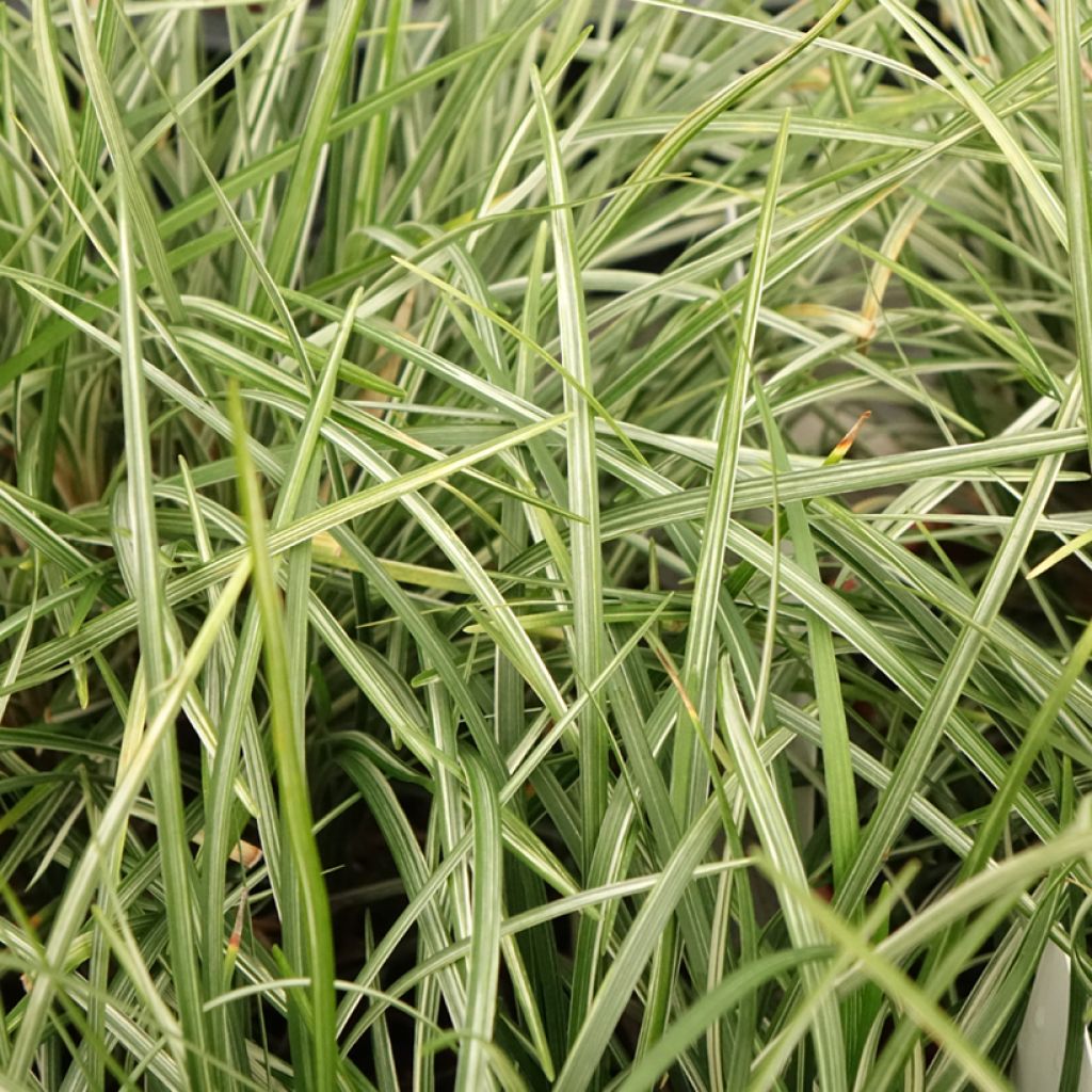 Ophiopogon japonicus Silver Mist - Herbe aux turquoises panachée