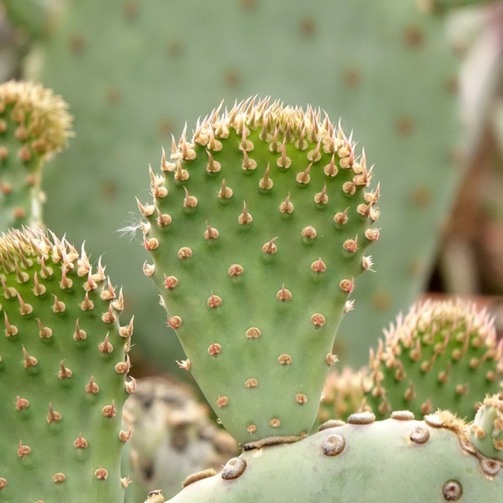 Opuntia basilaris - Cactus raquette