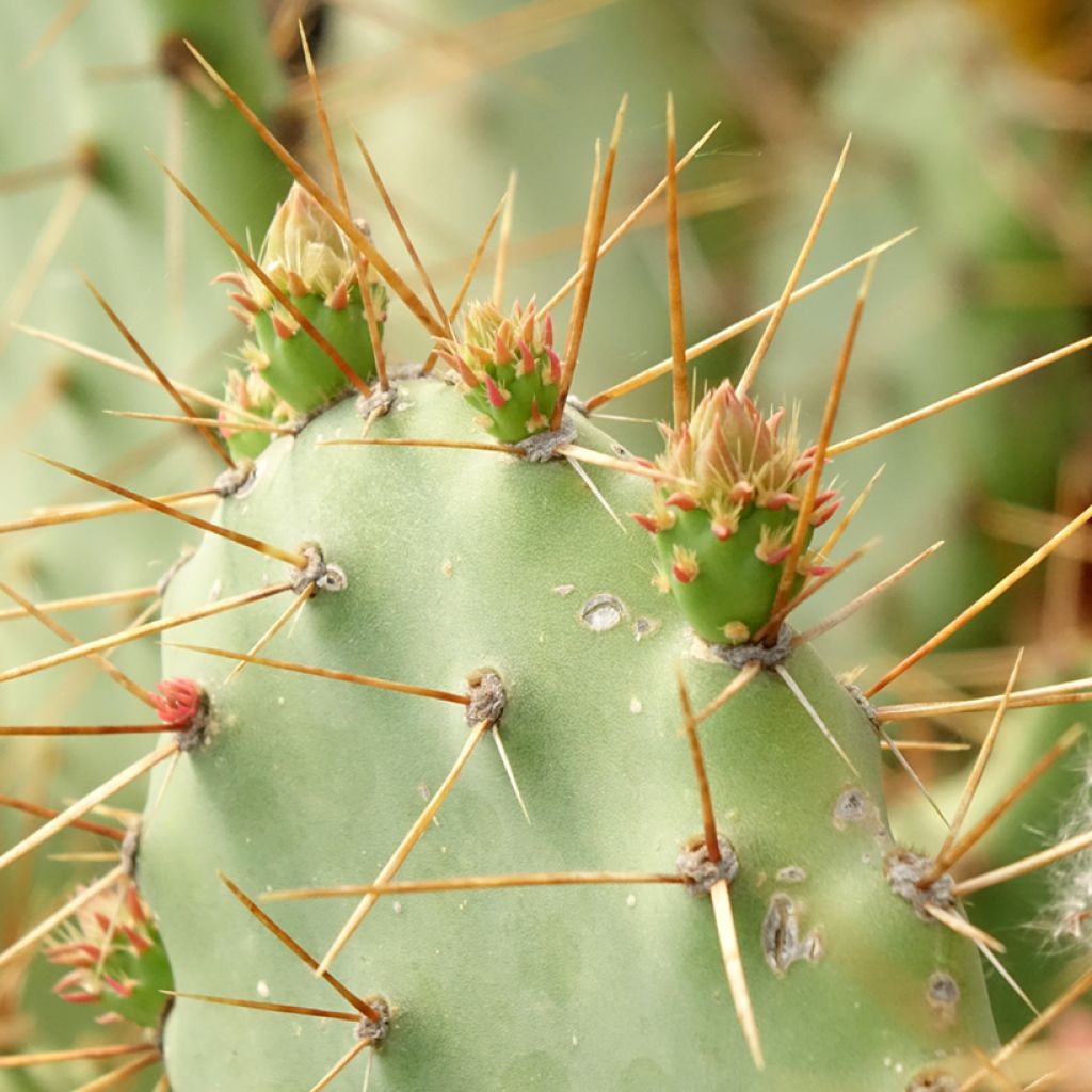 Opuntia bergeriana - Cactus raquette