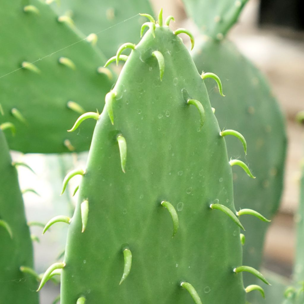 Opuntia cacanapa Ellisiana - Cactus raquette