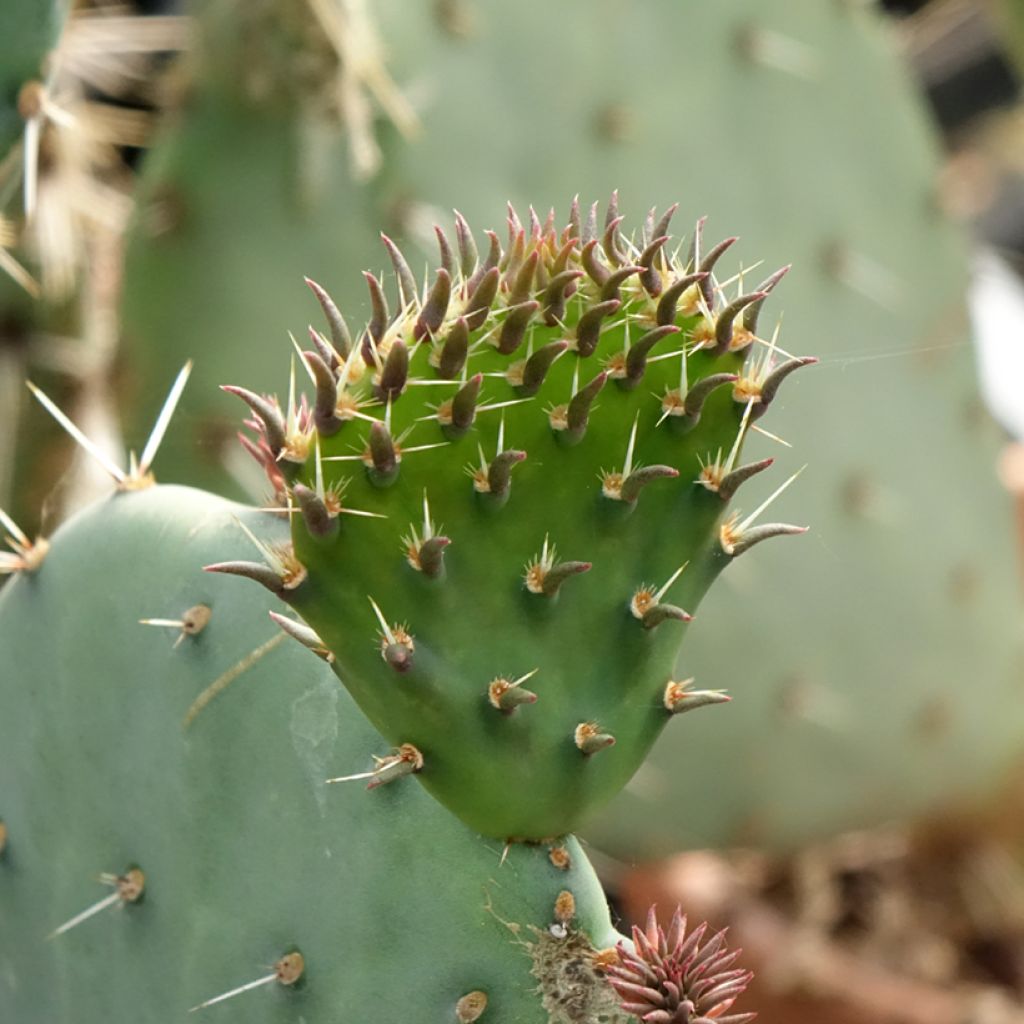 Opuntia discata - Cactus raquette