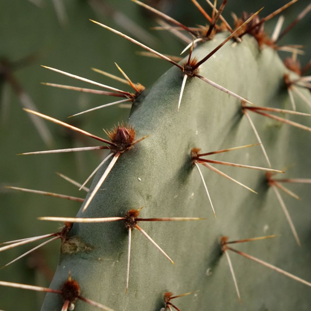 Opuntia dulcis - Cactus raquette