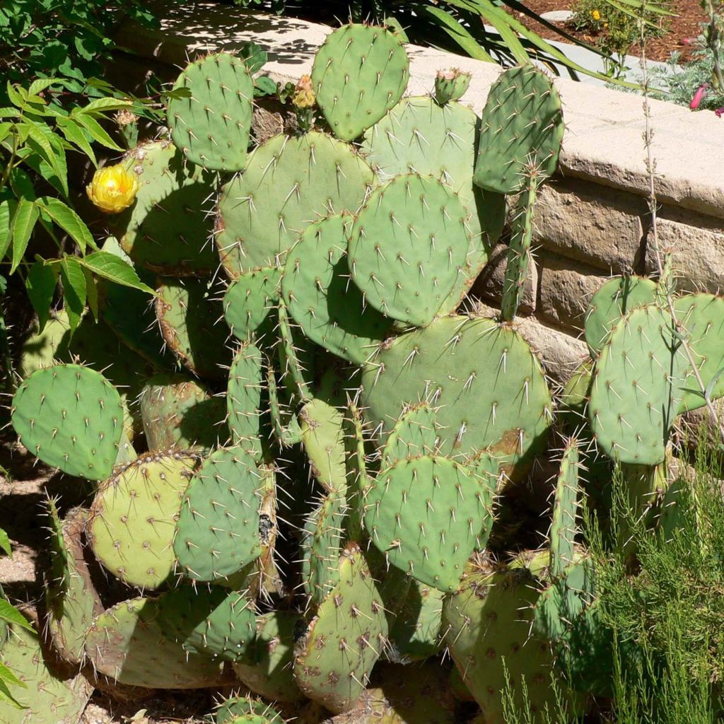 Opuntia engelmannii - Cactus raquette
