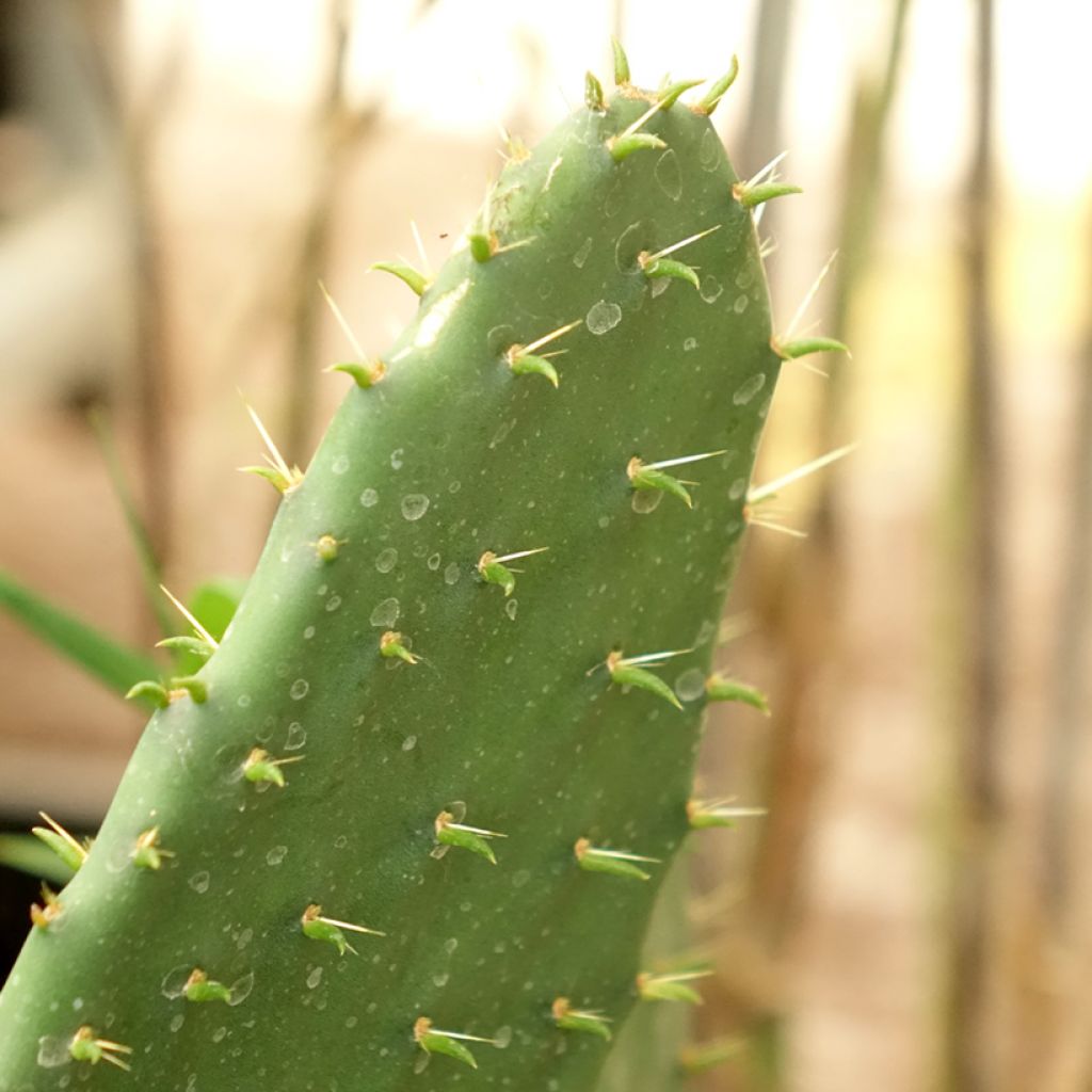 Opuntia engelmannii lindheimeri - Oponce