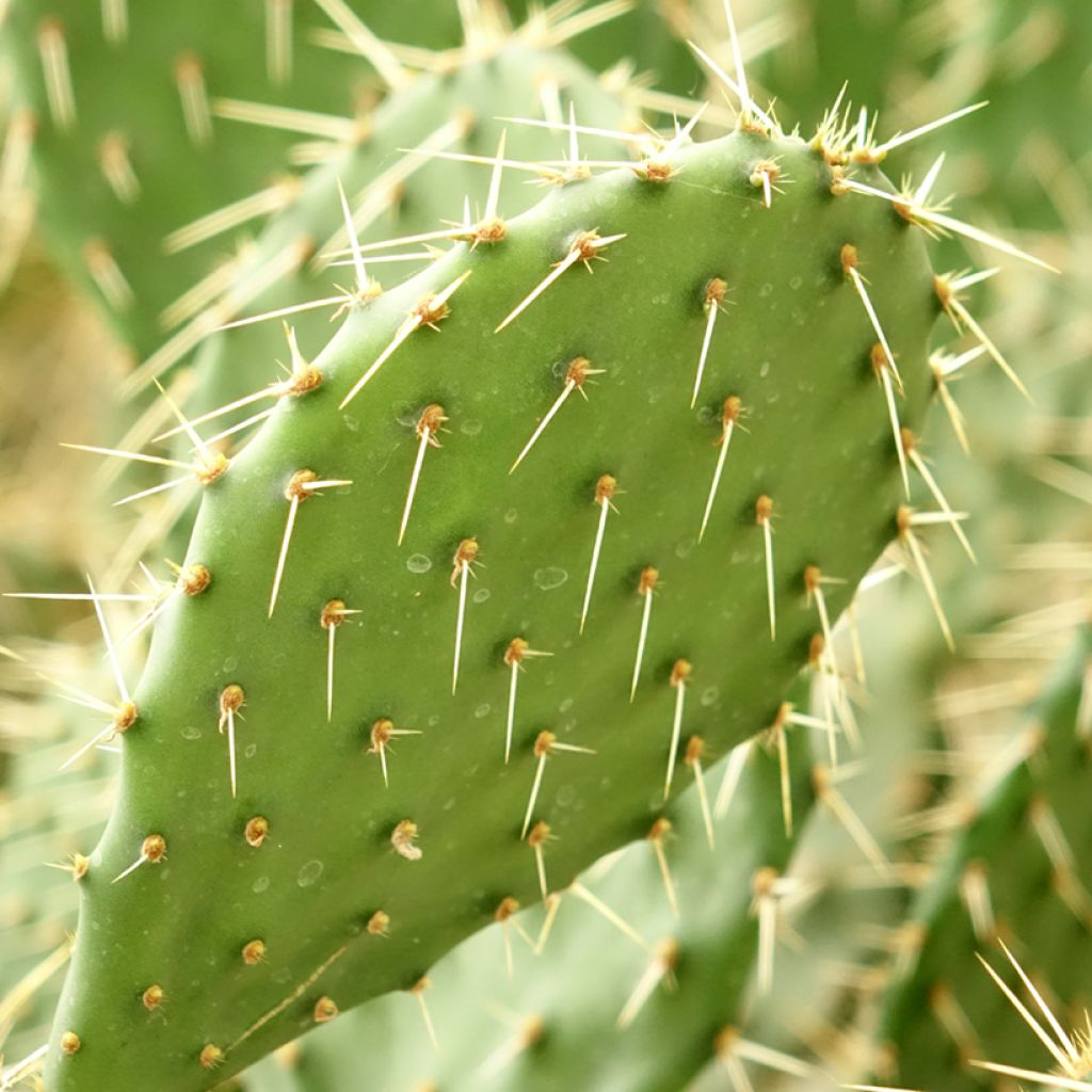 Opuntia howeyi - Cactus raquette