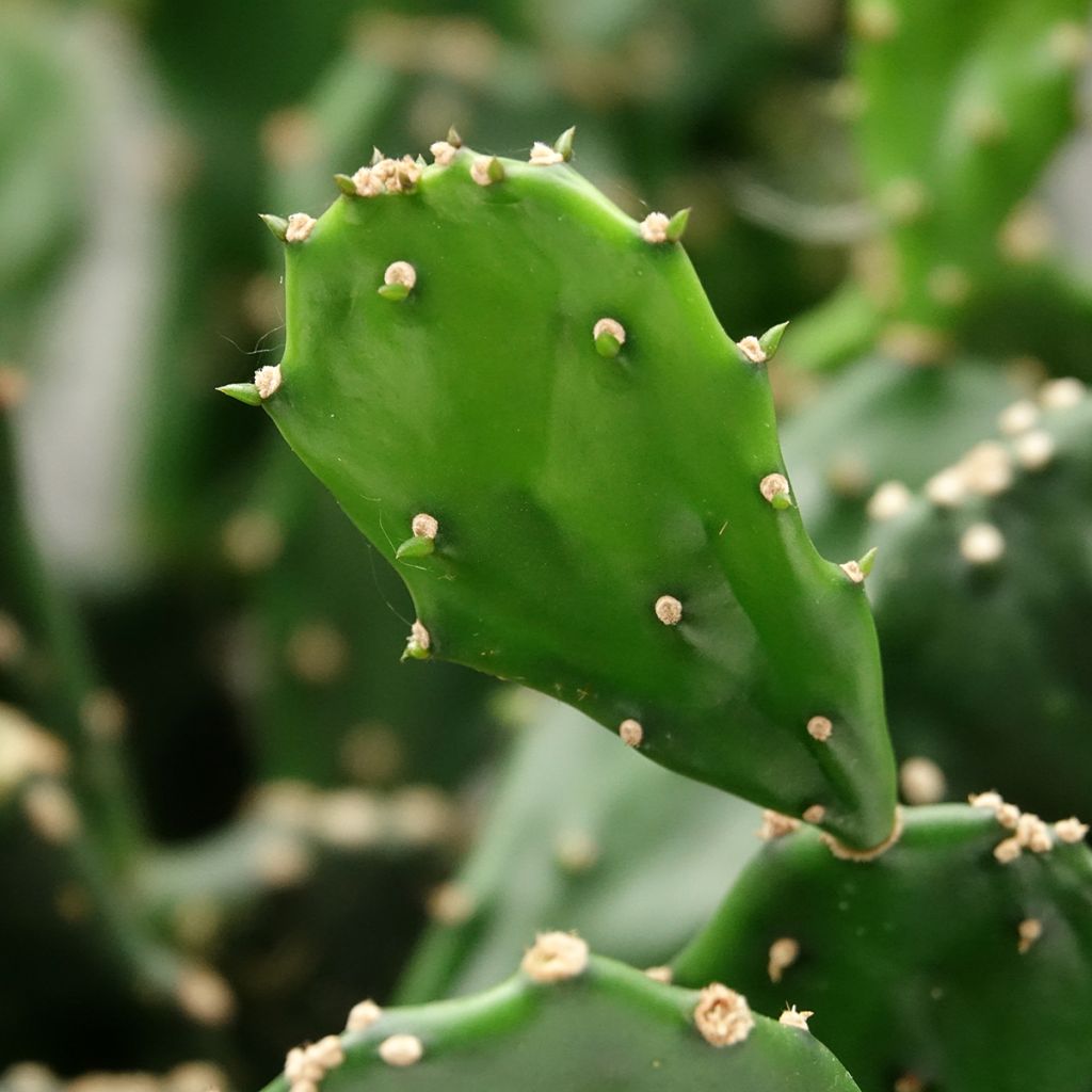 Opuntia jamaicensis - Cactus raquette