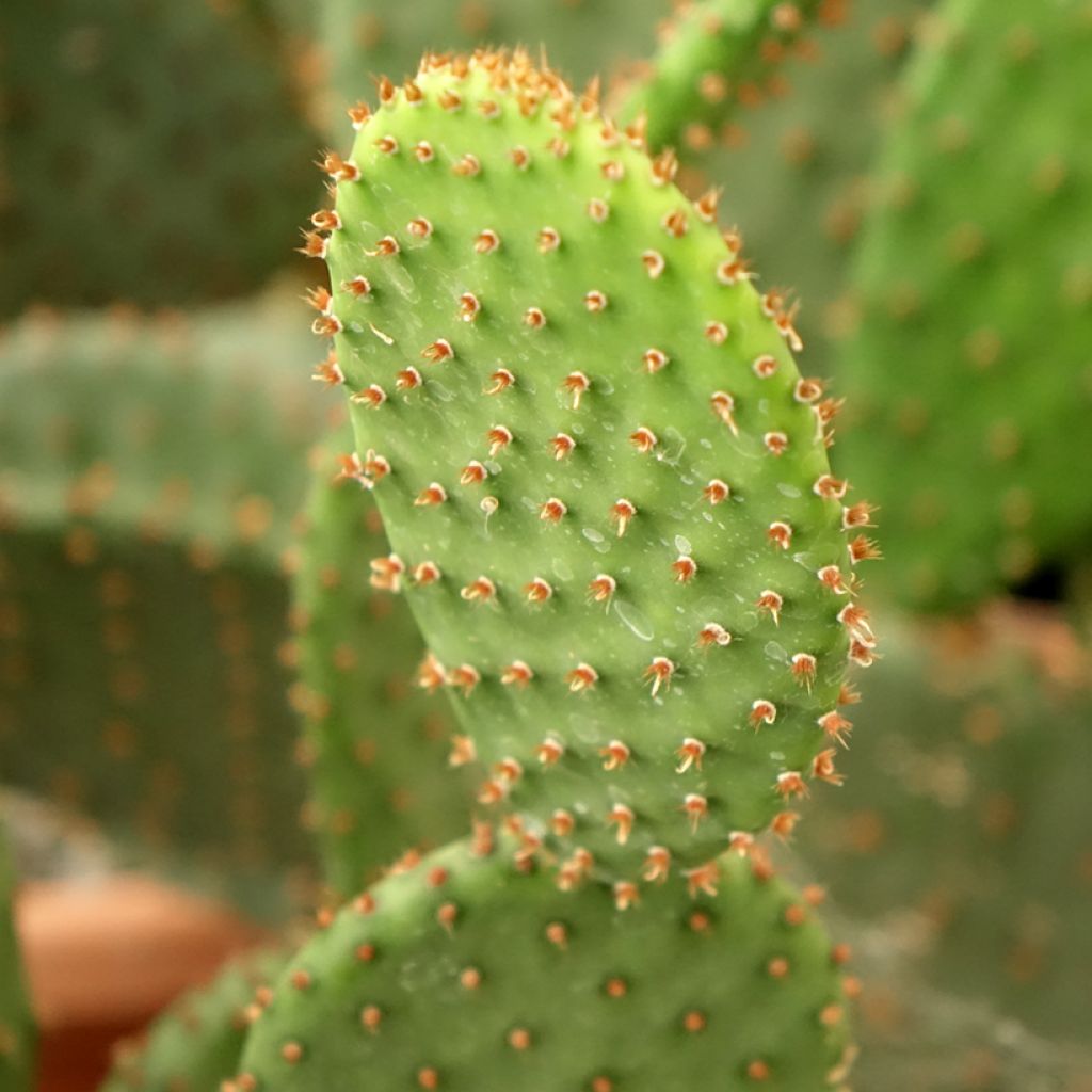 Opuntia lubrica - Cactus raquette
