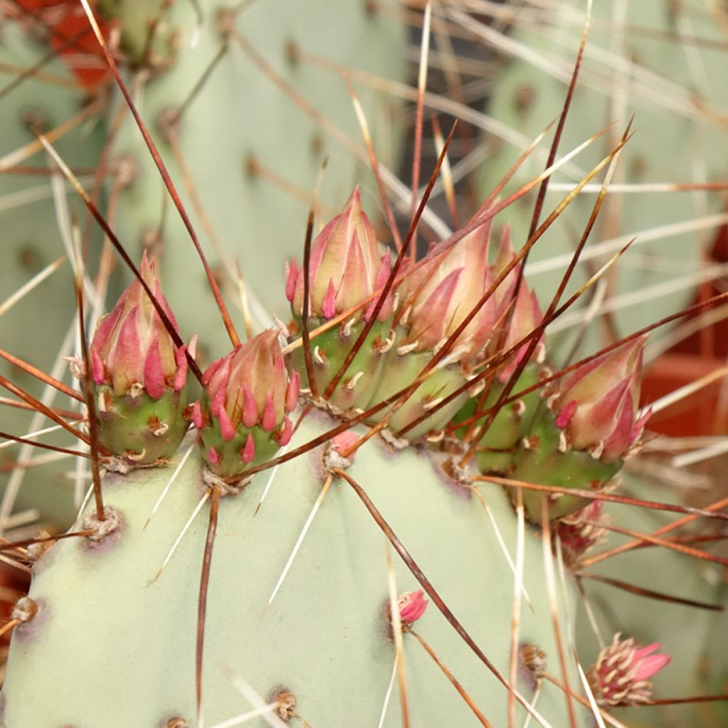 Opuntia macrocentra - Cactus raquette