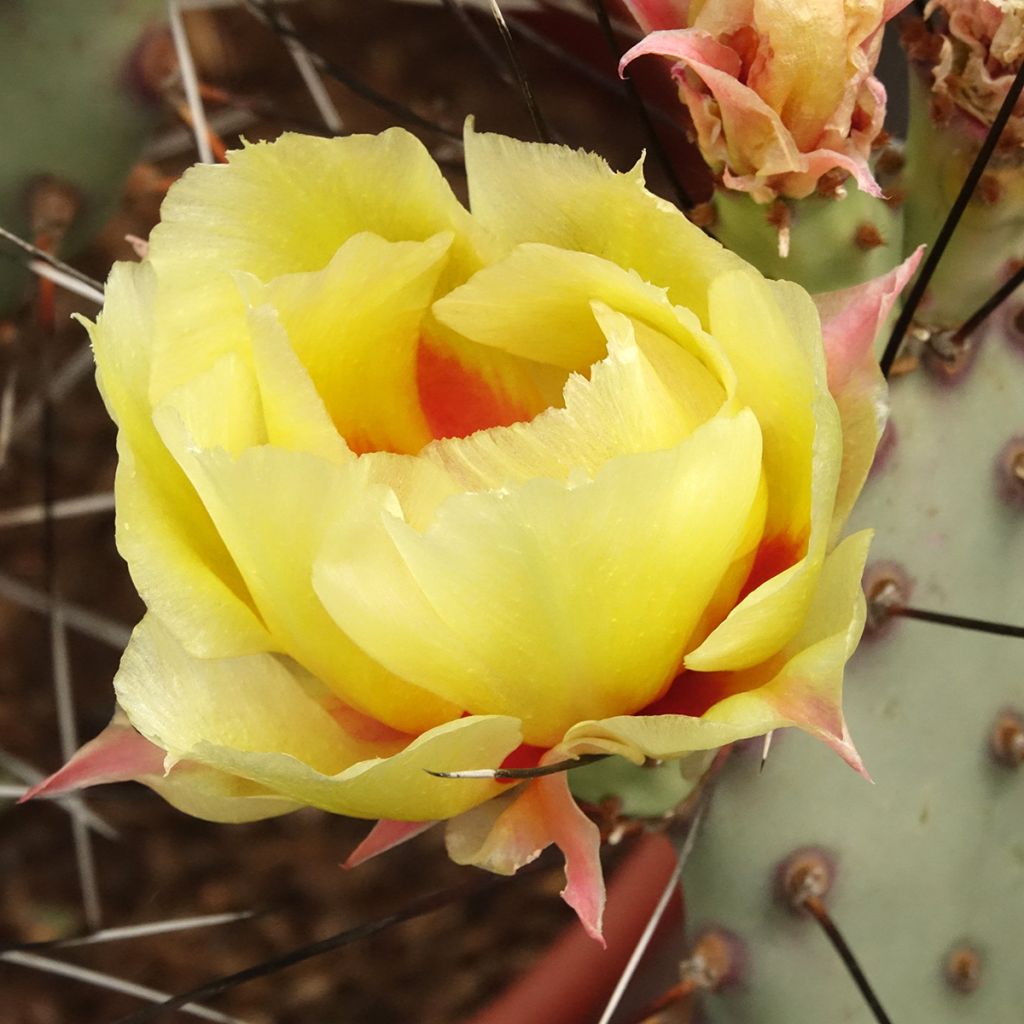 Opuntia macrocentra (épines noires) - Cactus raquette