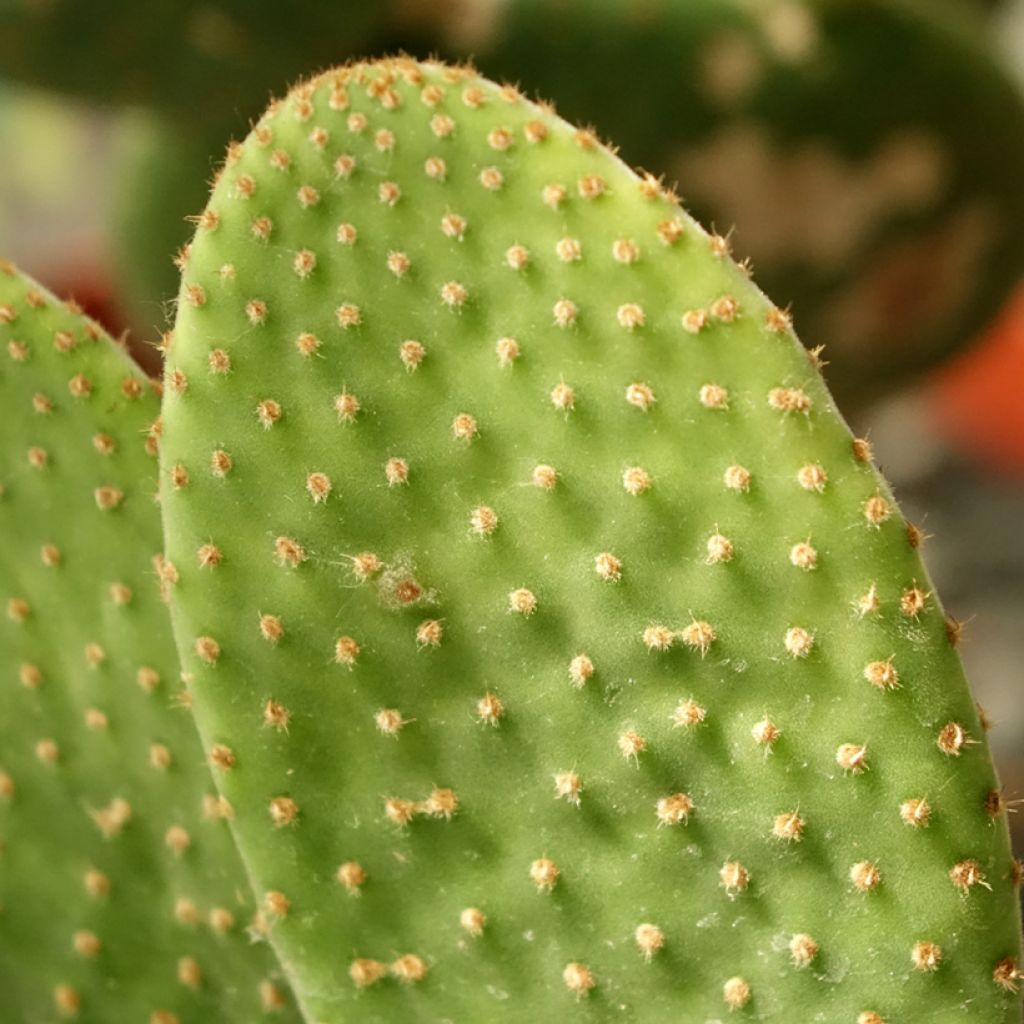 Opuntia microdasys Caress - Cactus raquette