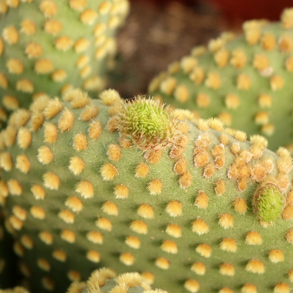 Opuntia microdasys var. pallida - Cactus raquette