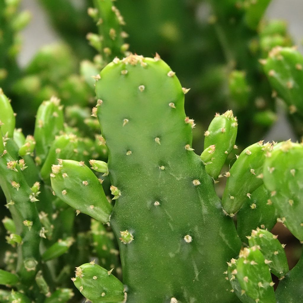 Opuntia monacantha - Cactus raquette