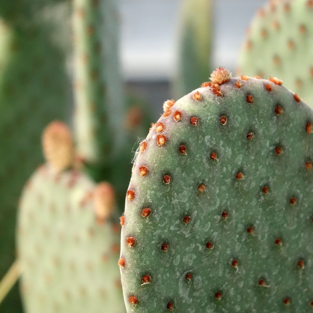 Opuntia rufida - Cactus raquette