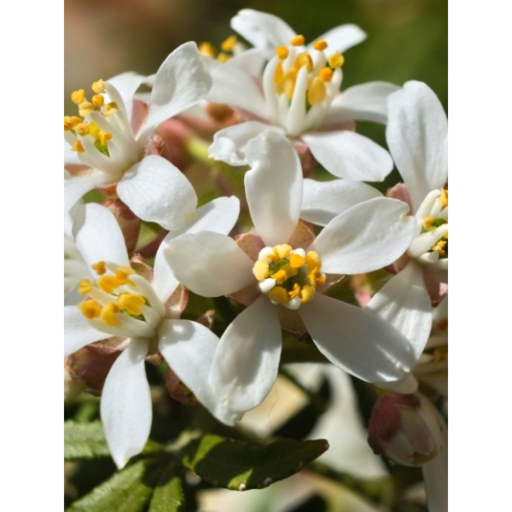 Choisya White Dazzler - Oranger du Mexique nain