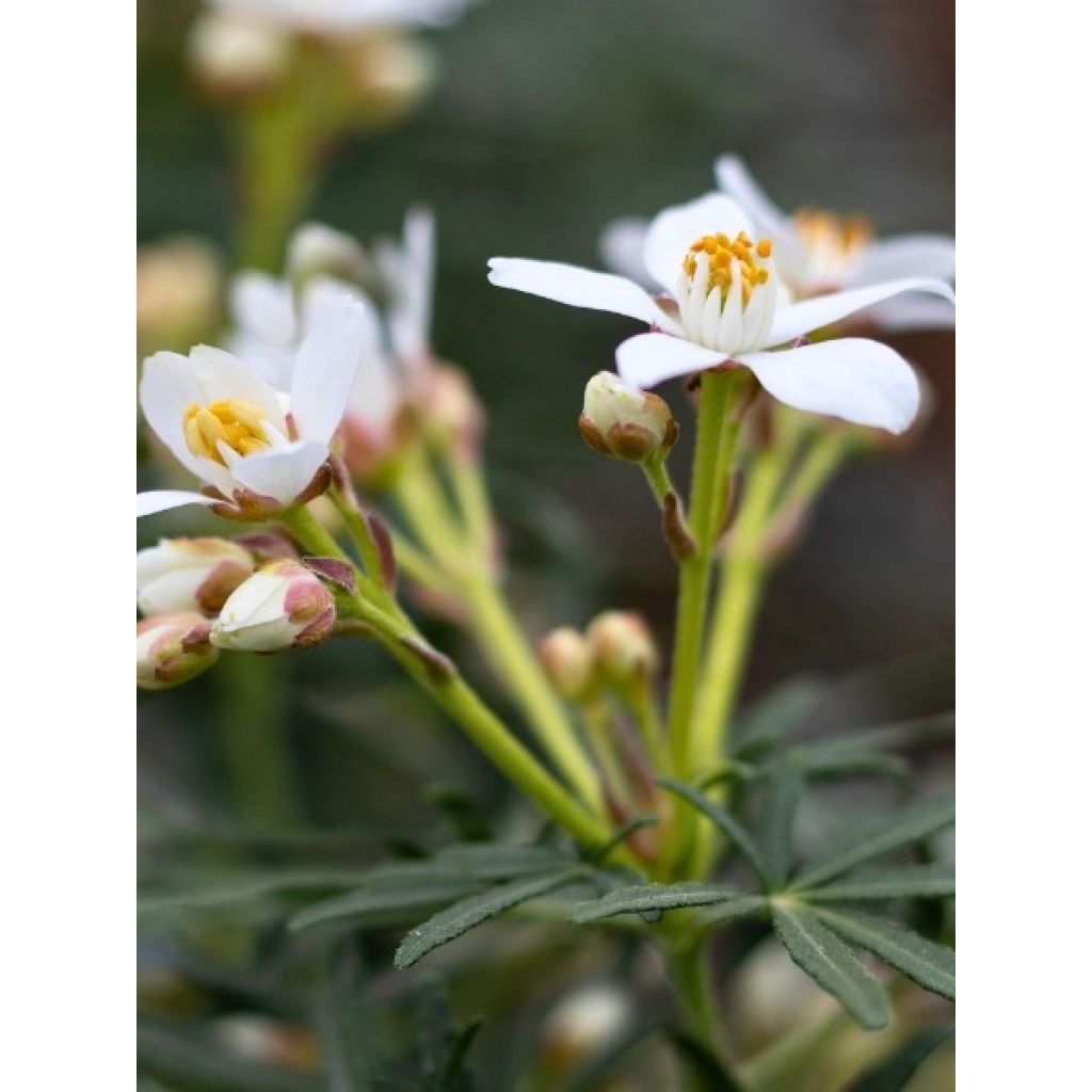 Choisya White Dazzler - Oranger du Mexique nain