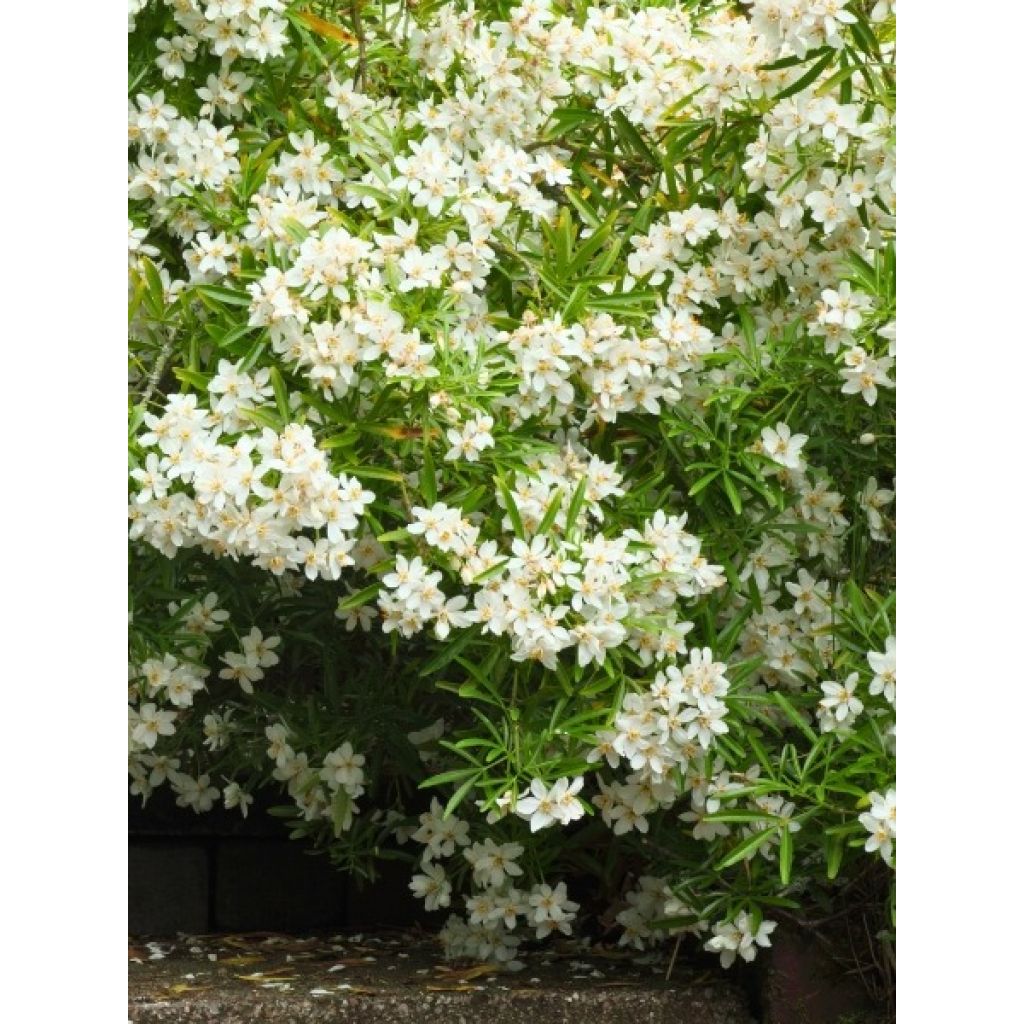Choisya White Dazzler - Oranger du Mexique nain