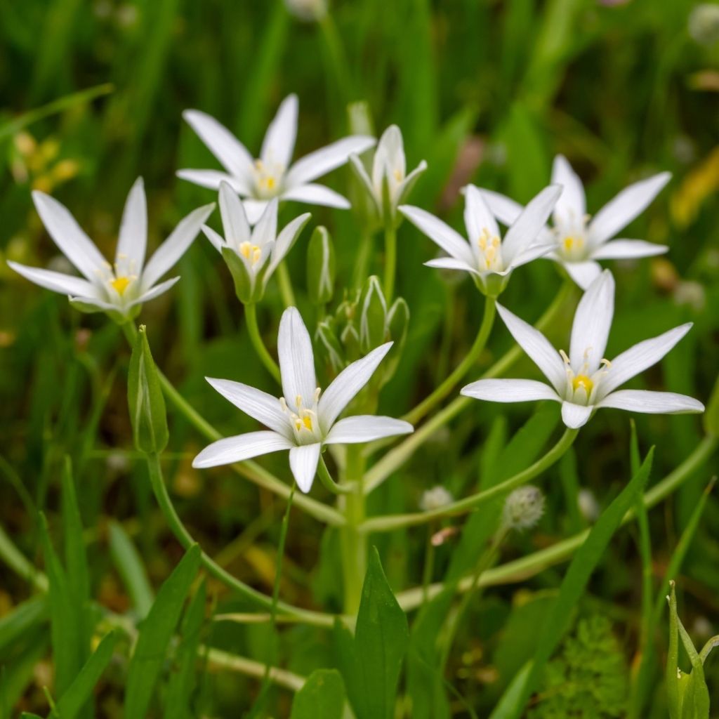 Ornithogale umbellatum - Dame d'onze heures