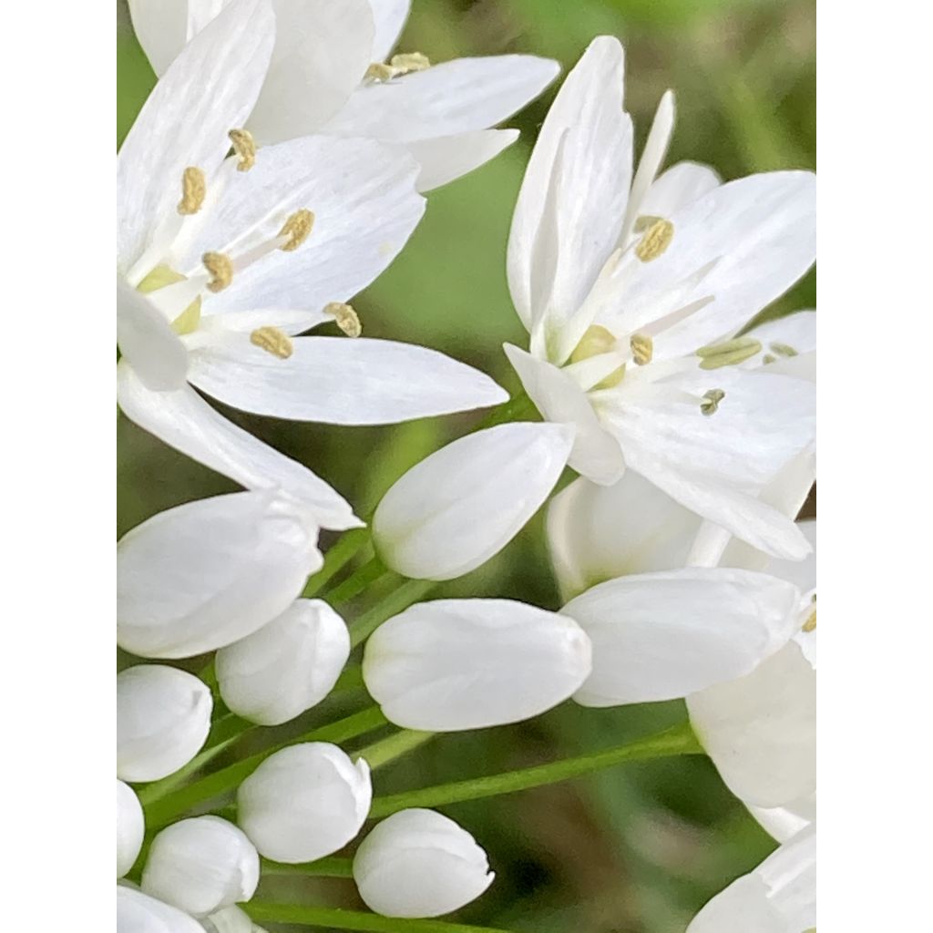 Ornithogalum balansae - Ornithogale