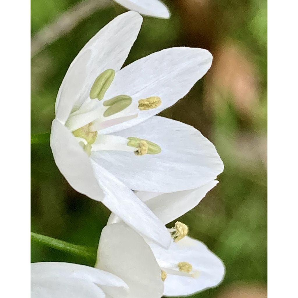 Ornithogalum balansae - Ornithogale