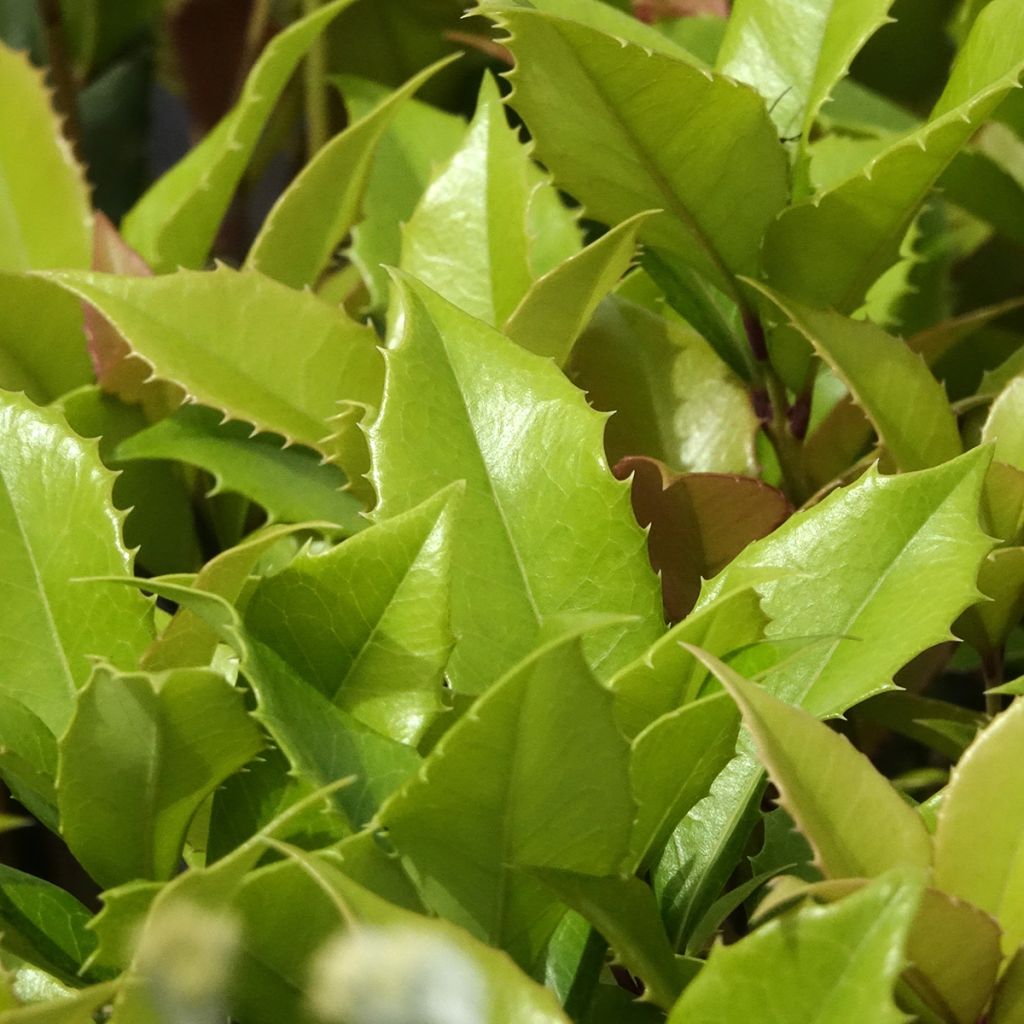 Osmanthus fortunei - Osmanthe de Fortune