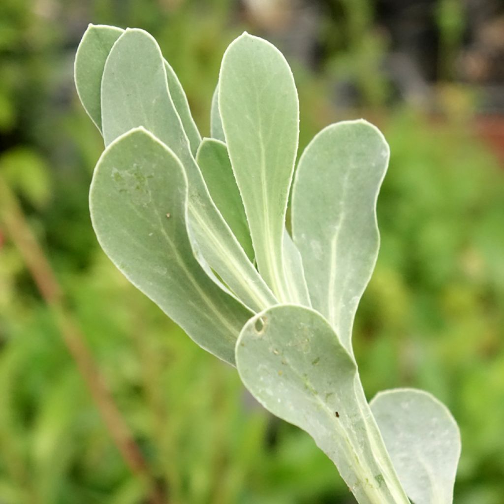 Othonna ou Othonnopsis cheirifolia - Othonne à feuilles de giroflée