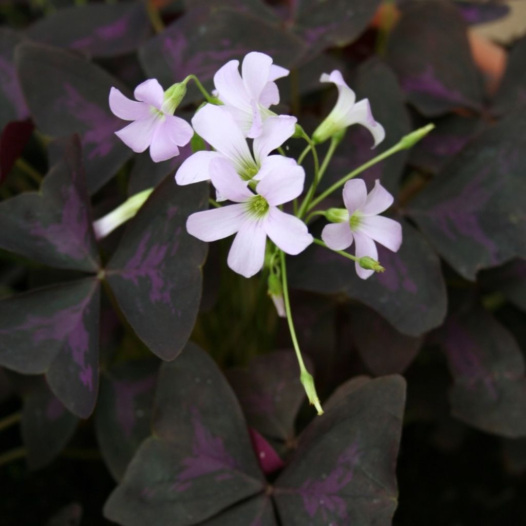 Oxalis triangularis - Trèfle pourpre