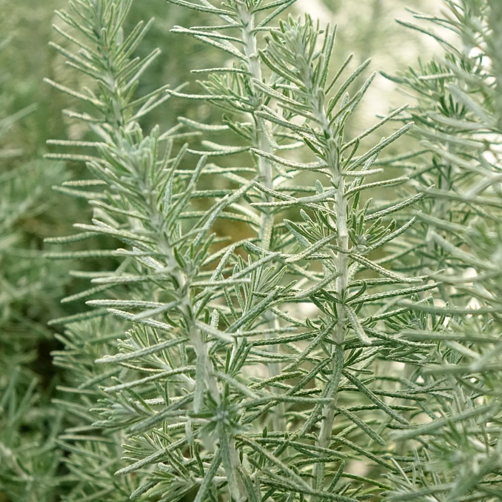 Ozothamnus rosmarinifolius Silver Jubilee - Fleur de riz à feuille de romarin