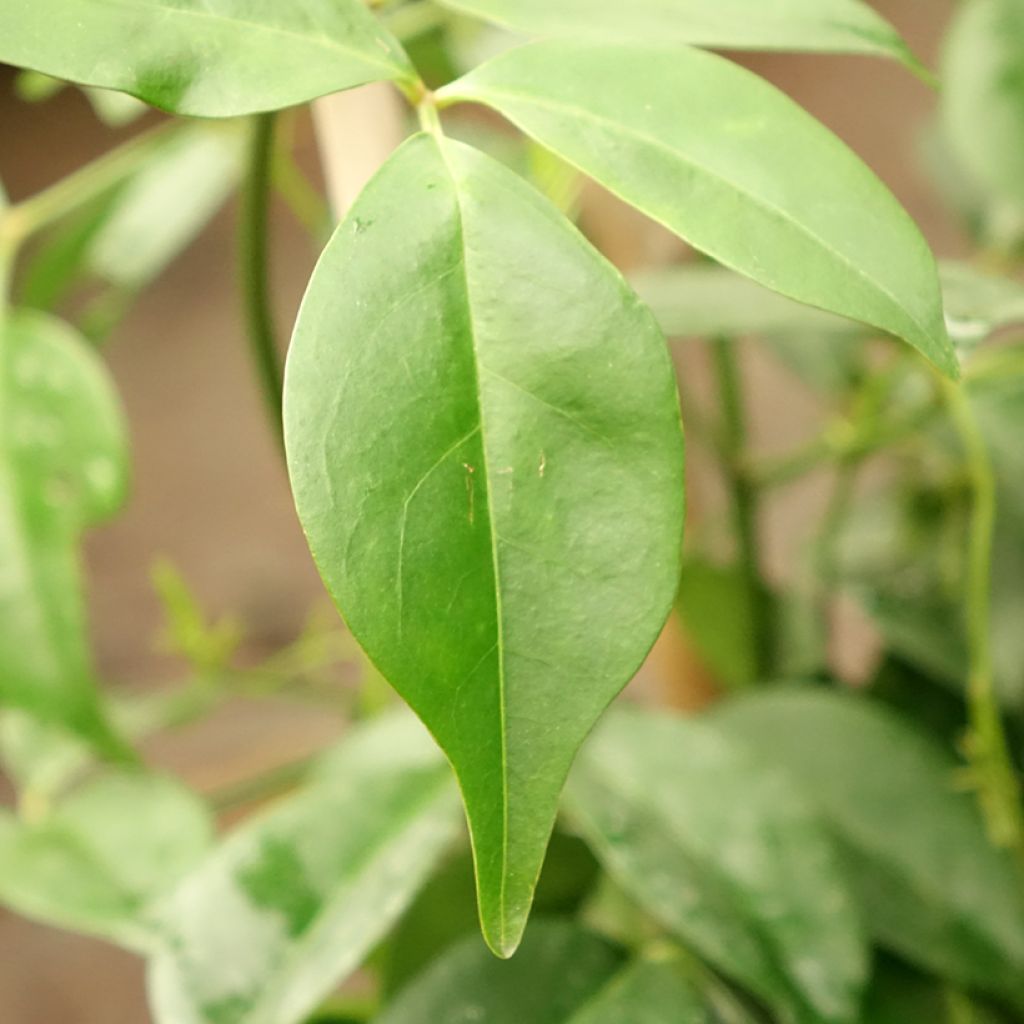 Pandorea jasminoïdes Rosea - Bignone faux jasmin
