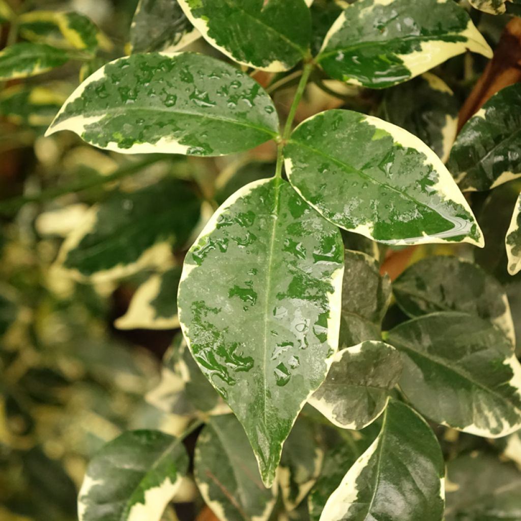 Pandorea jasminoides Variegata - Bignone faux jasmin 