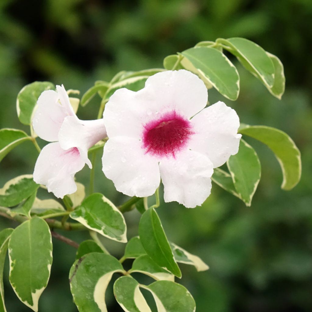 Pandorea jasminoides Variegata - Bignone faux jasmin 