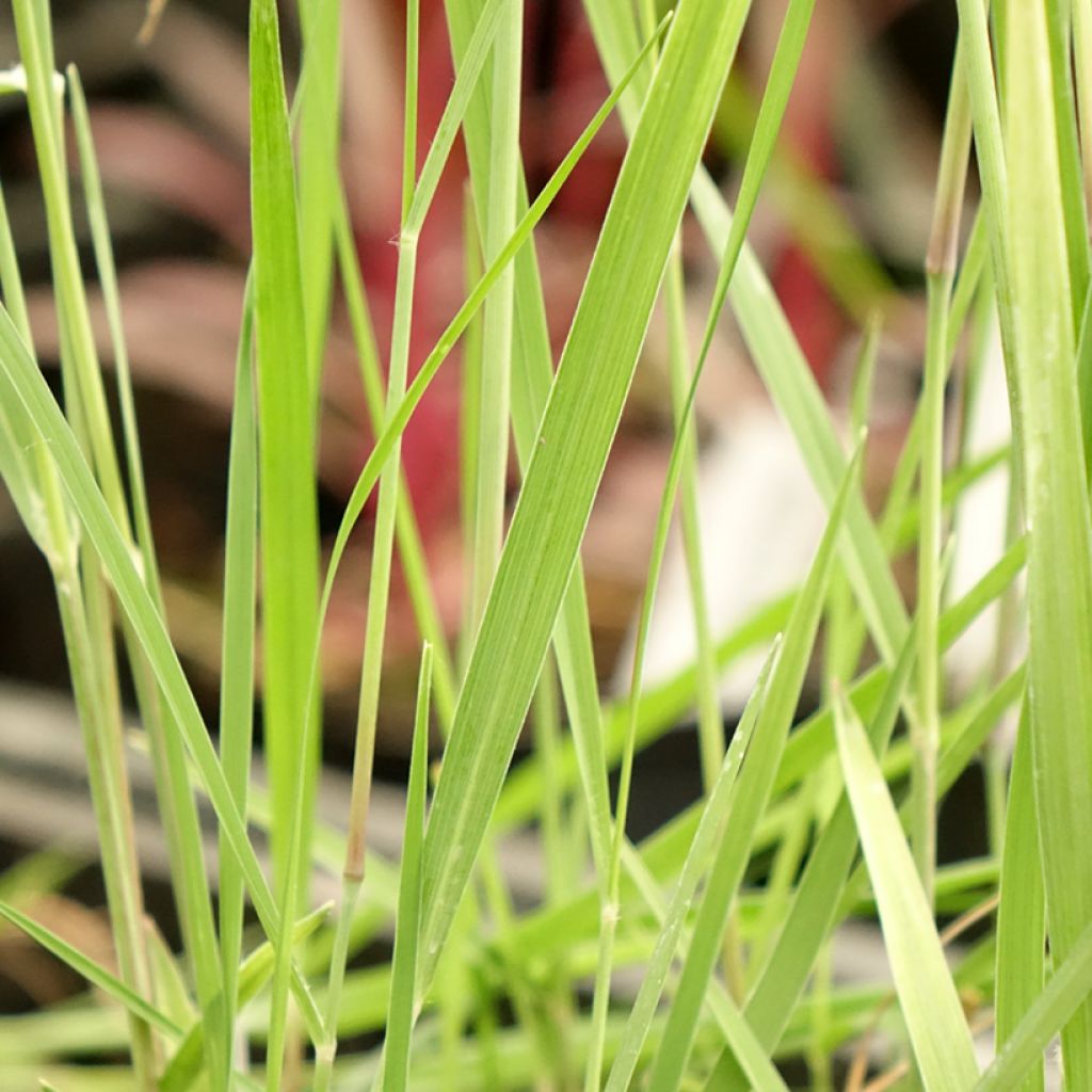 Panic érigé - Panicum virgatum Heiliger Hain