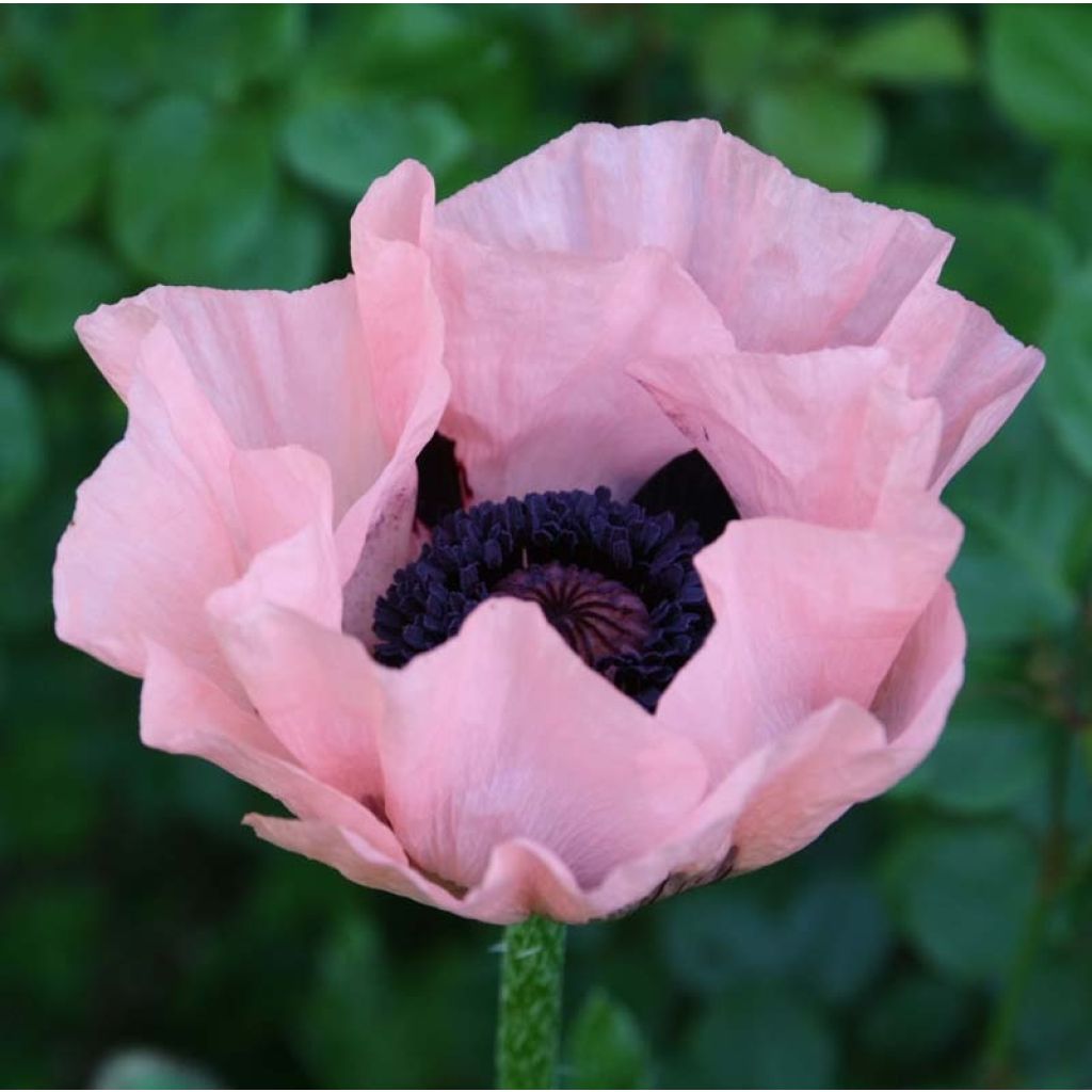 Pavot d'Orient Princess Victoria Louise - Papaver orientale