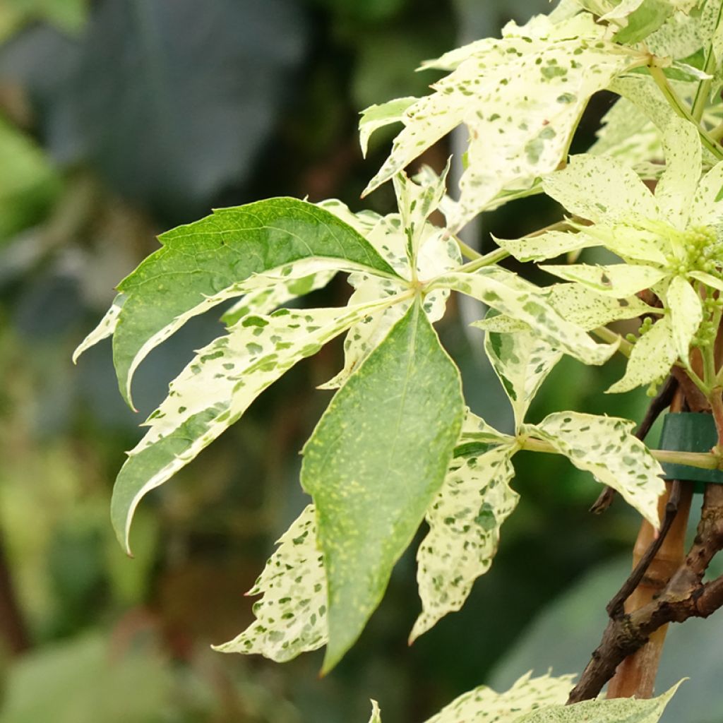 Parthenocissus quinquefolia Star Shower - Vigne vierge panachée
