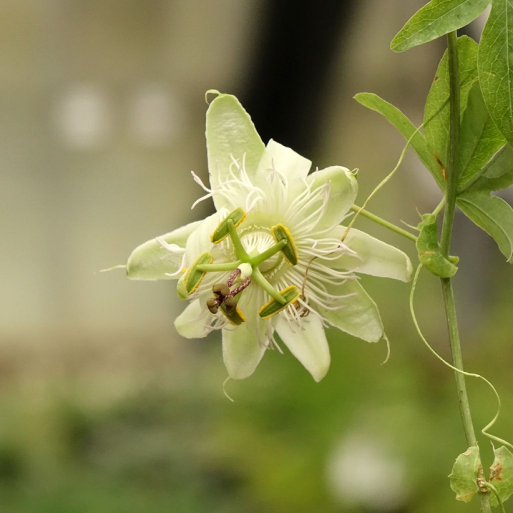 Passiflore caerulea - Fleur de la Passion
