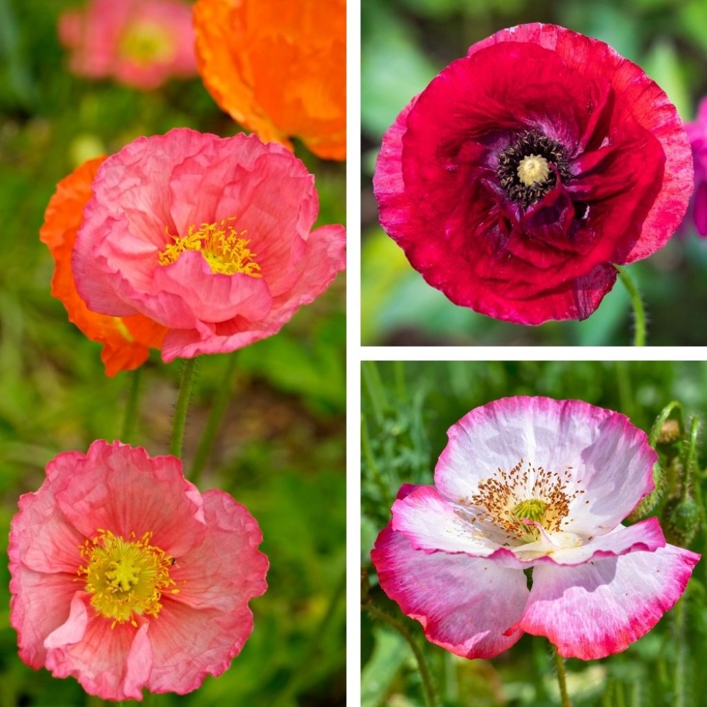 Graines de Coquelicot Shirley Mix - Papaver rhoeas