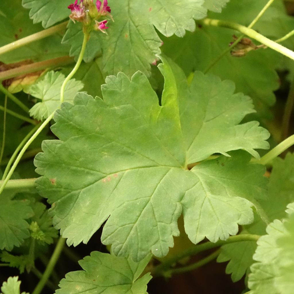 Pelargonium grossularioides - Pélargonium botanique