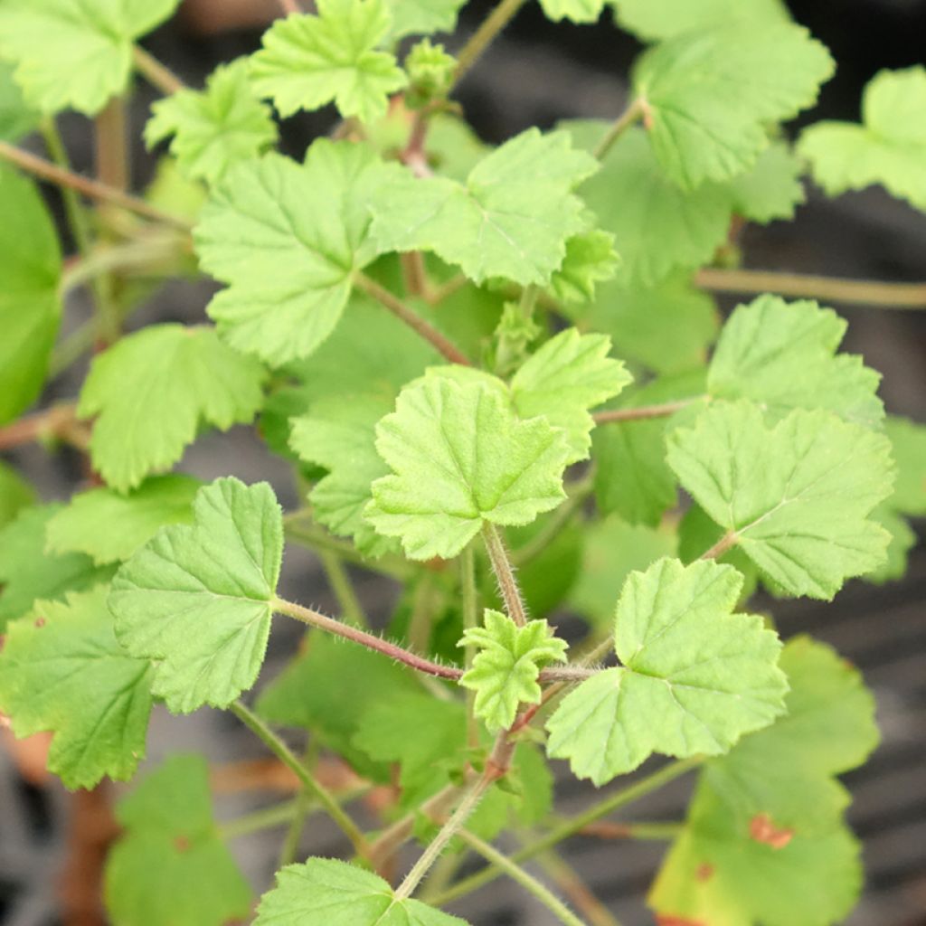 Pelargonium odorant Pink Capricorn - Géranium parfum rose coriandre