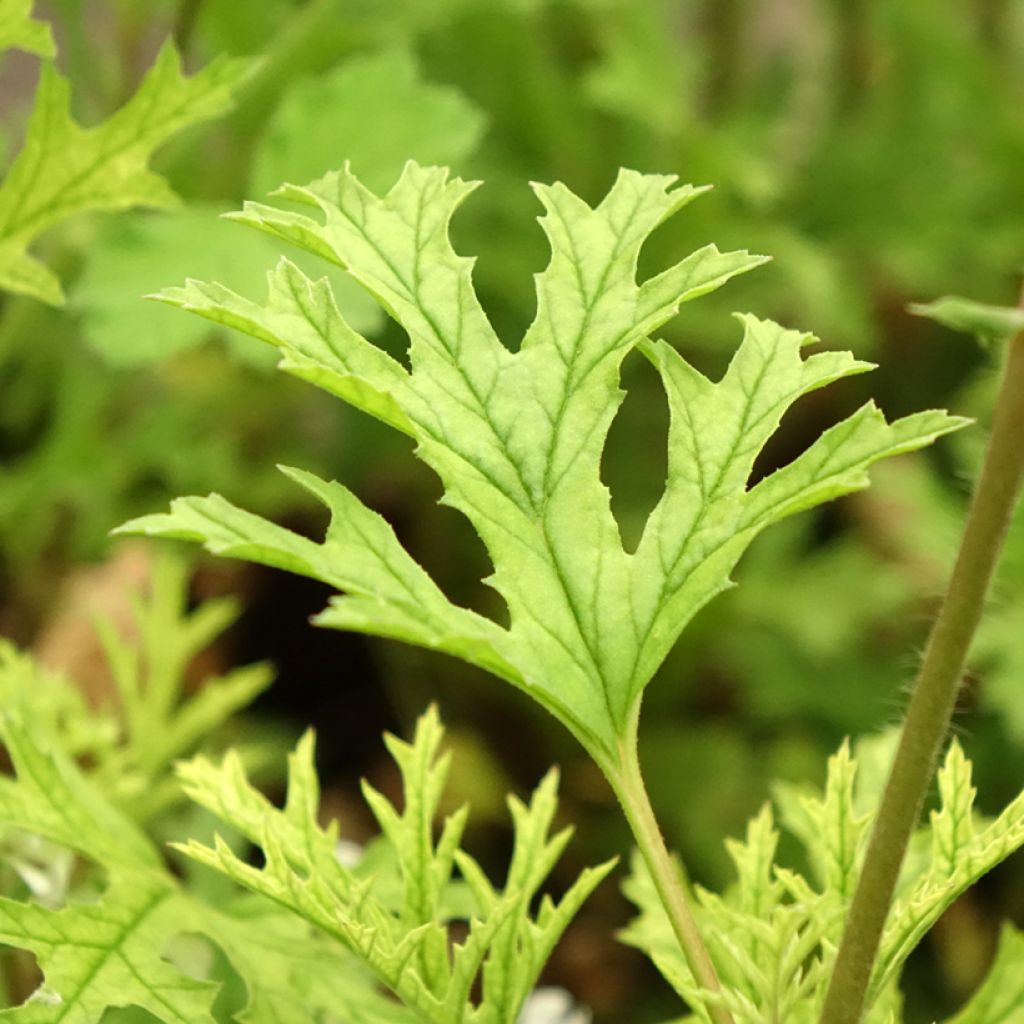 Pelargonium odorant pseudoglutinosum - Géranium botanique parfum balsamique