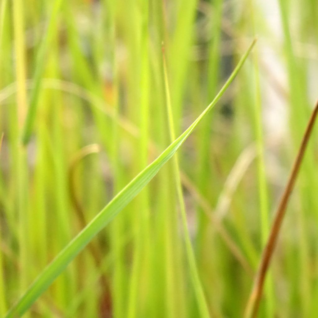 Pennisetum macrourum - Herbe aux écouvillons