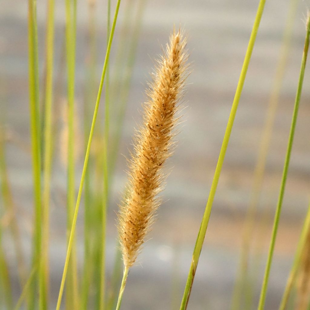 Pennisetum macrourum - Herbe aux écouvillons